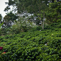 Single Origin - Costa Rica - Don Claudio - Natural