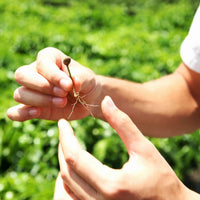 Single Origin - Costa Rica - Don Claudio - Natural