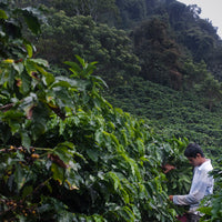 Single Origin - Costa Rica - Don Claudio - Natural