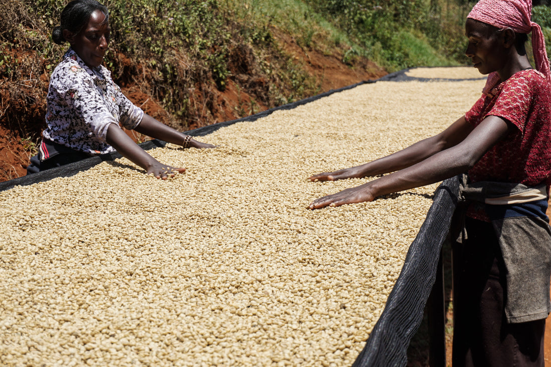 Single Origin - Kenya Mtaro Natural