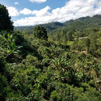 Single Origin - Honduras Maira Gomez