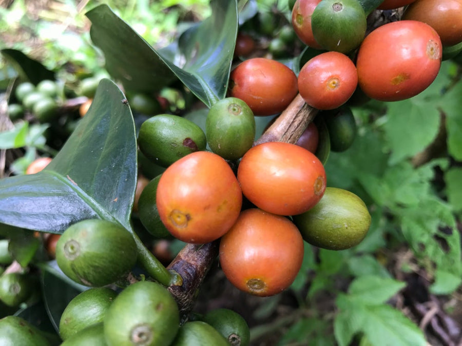 Single Origin - Colombia - La Primavera Yobani Huertas