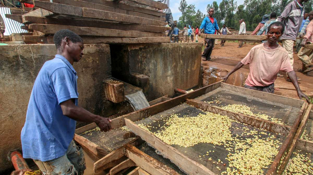 Single Origin - Ethiopia Danse Mormora Natural