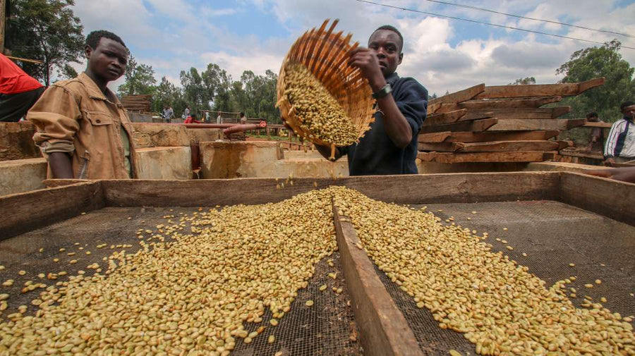 Single Origin - Ethiopia Danse Mormora Natural