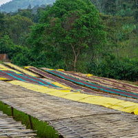 Single Origin - Ethiopia Danse Mormora Natural