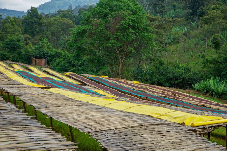 Single Origin - Ethiopia Danse Mormora Natural