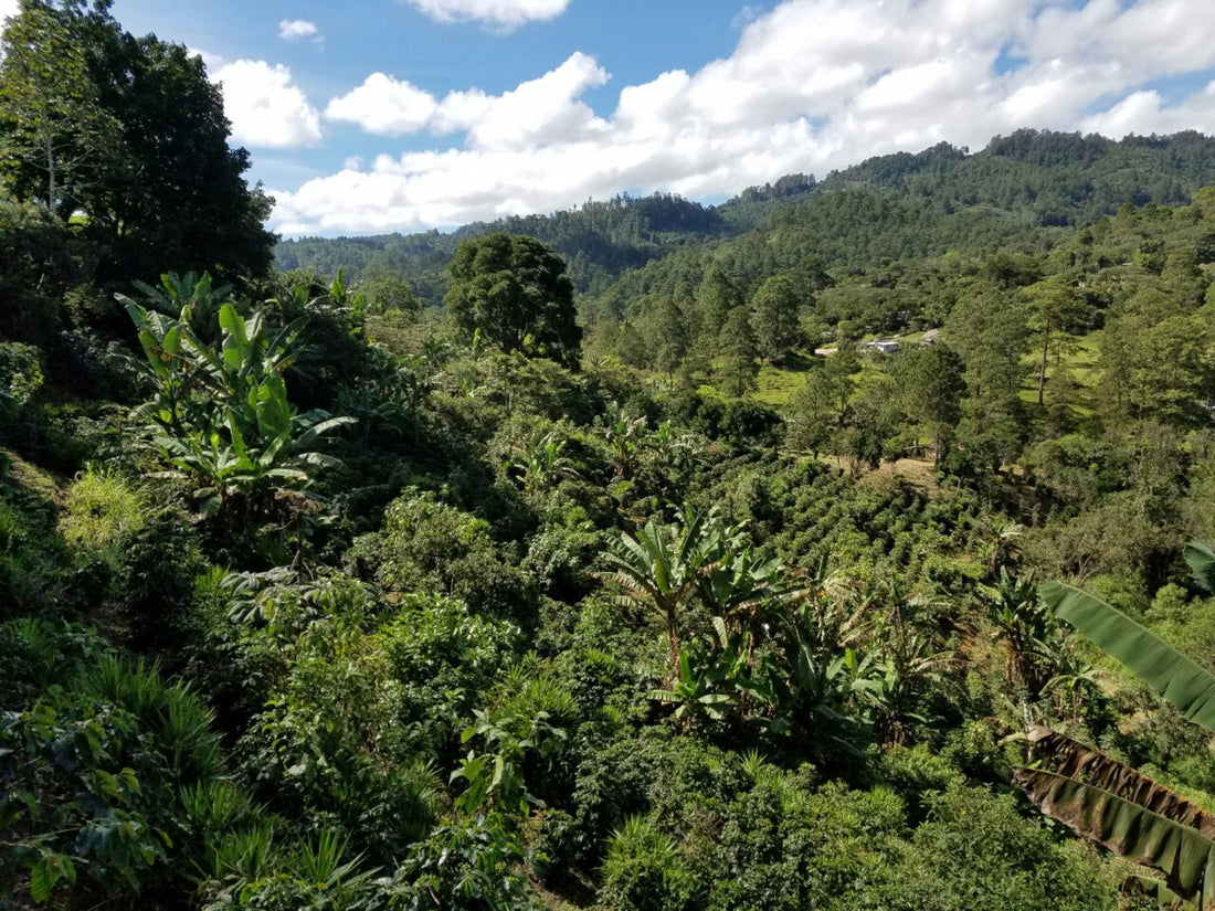 Single Origin - Honduras Maira Gomez